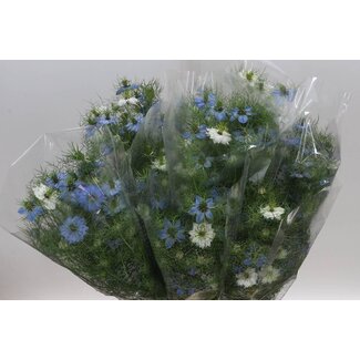 Freshy Nigella