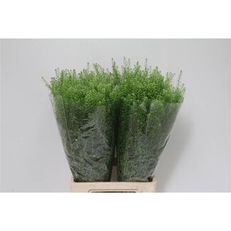 Freshy Thlaspi Green Bell 60cm