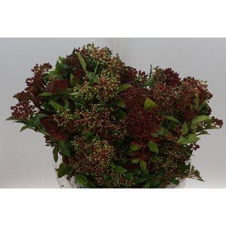 Freshy Viburnum Opulus Stahlbeere “Rot” | Farbe: Weiß | Länge ± 55 centimeter | Pro 5 Bündel
