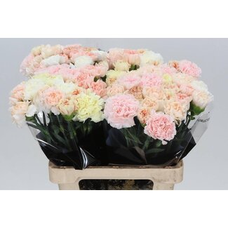 Freshy Lange Nelke “Mix Hochzeit” | Farbe: Gemischte Farben | Länge ± 65 centimeter | Pro 20 frische Blumen