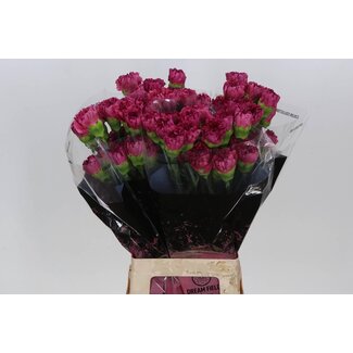 Freshy Lange Nelke “Bernard” | Farbe: Rot | Länge ± 70 Zentimeter | Pro 20 frische Blumen
