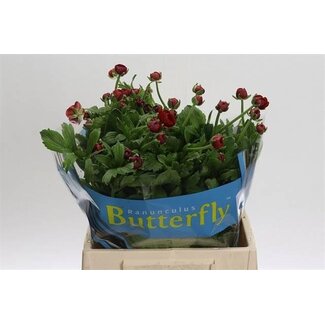 Freshy Ranunculus Ranunkel Butterfly “Hades” | Farbe: Rot | Länge ± 40 centimeter | Pro 10 Stielen frische Blumen