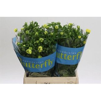 Freshy Ranunculus Ranunkel Butterfly “Helios” | Farbe: Gelb | Länge ± 40 centimeter | Pro 10 Stielen frische Blumen