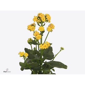 Freshy Kalanchoe Blazi “Gelbe Wiese” | Farbe: Gelb | Länge ± 40 centimeter | Pro 10 frische Blumen
