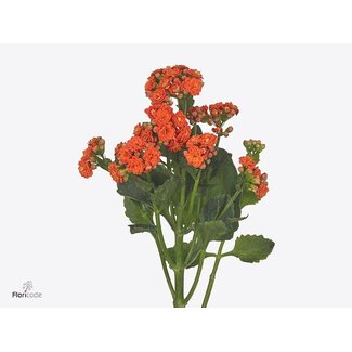 Freshy Kalanchoe Bri “Orang Meadow” | Farbe: Orange | Länge ± 40 centimeter | Pro 10 frische Blumen