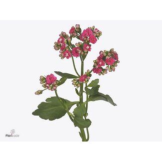 Freshy Kalanchoe Sens “Pink Meadow” | Farbe: Rosa | Länge ± 40 centimeter | Pro 10 frische Blumen