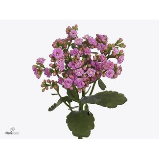Freshy Kalanchoe Taffy “Pink Meadow” | Colour: Pink | Length ± 40 centimeter | Per 10 fresh flowers