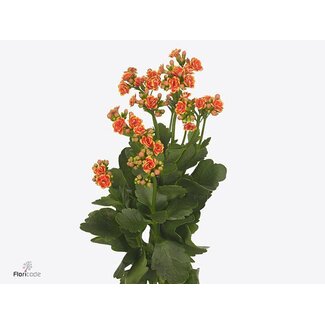 Freshy Kalanchoe Flamin “Orange Meadow” | Farbe: Rot | Länge ± 40 centimeter | Pro 10 frische Blumen