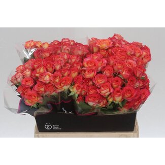 Freshy Rose en grappe hollandaise “Summer Dance” | Couleur: Rouge | Longueur ± 40 centimeter | Par 20 roses fraîches