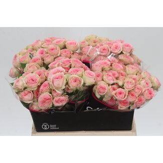 Freshy Rose en grappe hollandaise “Fancy” | Couleur: Rose | Longueur ± 40 centimeter | Par 20 roses fraîches
