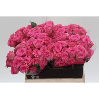 Freshy Rose en grappe hollandaise “Paulette” | Couleur: Rose | Longueur ± 40 centimeter | Par 20 roses fraîches