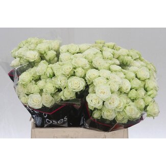 Freshy Holländische Trosrose “Green Glow” | Farbe: Grün | Länge ± 40 centimeter | Pro 20 frische Rosen