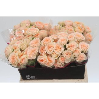 Freshy Holländische Sprayrose “Holly” | Farbe: Orange | Länge ± 40 centimeter | Pro 20 frische rosen