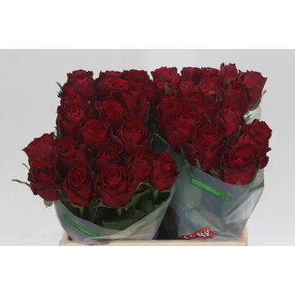 Freshy Rosen “Madam Red” | Farbe: Rot | Länge ± 40 centimeter | Pro 20 Rosen