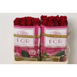 Freshy Grootbloemige Roos “Explorer” | Kleur: Rood | Lengte ± 50 centimeter | Herkomst Ecuador | Per 25 verse rozen