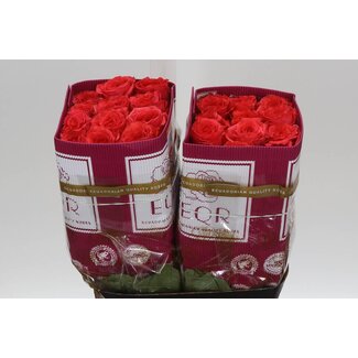 Freshy Großblütige Rose “Orange Enigma” | Farbe: Orange | Länge ± 40 centimeter | Herkunft Ecuador | Pro 25 frische Rosen