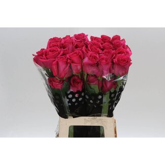 Freshy Grootbloemige Roos “Pink Floyd” | Kleur: Roze | Lengte ± 60 centimeter | Herkomst Ecuador | Per 20 verse rozen