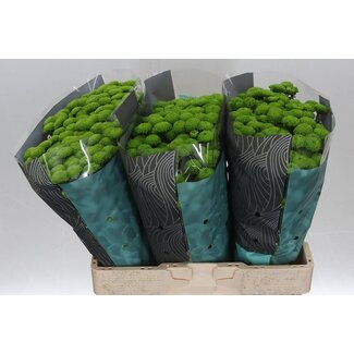 Freshy Chrysantheme Chrysant Santini “Country” | Farbe: Groen | Länge ± 55 centimeter | Pro 25 Stielen frische Blumen