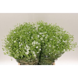 Freshy Saponaria Wit Prijs per Bos