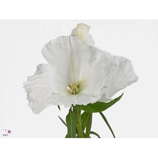Freshy Clarkia Amoena “Grace White” | Colour: White | Length ± 65 centimetre | Per 50 stems fresh flowers