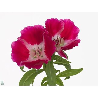 Freshy Clarkia Amoena “Grace Red” | Farbe: Rot | Länge ± 65 Zentimeter | Pro 50 Stiele frische Blumen