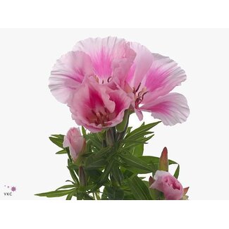 Freshy Clarkia Amoena “Grace Rose-Pink” | Farbe: Rosa | Länge ± 65 centimeter | Pro 50 Stiele frische Blumen