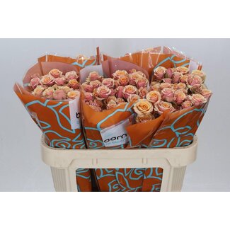 Freshy Holländische Trosrose “Antigua” | Farbe: Orange | Länge ± 70 centimeter | Pro 10 frische Rosen