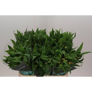 Freshy Alstroemeria “Aurora” | Couleur: Orange | Longueur ± 75 centimeter | Par 10 tiges de fleurs fraîches
