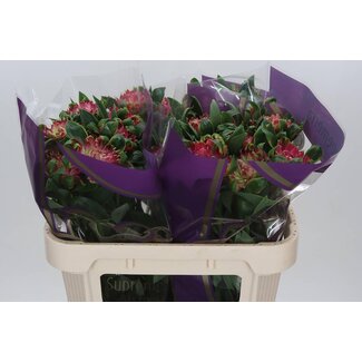 Freshy Alstroemeria “Sofiena” | Farbe: Rosa | Länge ± 70 centimeter | Pro 10 Stiele frische Blumen