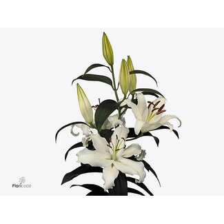Freshy Lelie Oriental Aqua “Helvetia” | Kleur: Wit | Lengte ± 80 centimeter | Per 10 stelen verse bloemen