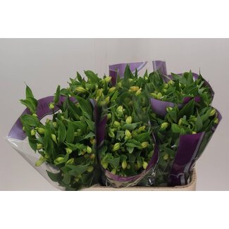 Freshy Alstroemeria “Morning Star” | Farbe: Gelb | Länge ± 75 centimeter | Pro 10 Stielen frische Blumen