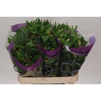 Freshy Alstroemeria “True Dream” | Farbe: Rosa | Länge ± 75 centimeter | Pro 10 Stiele frische Blumen
