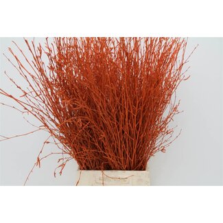 Freshy Birkenzweige Orange | Farbe: Orange | Länge ± 60 centimeter | Pro 5 Zweige