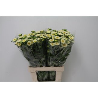Freshy Callistephus Sommeraster “Spray Gelb” | Farbe: Gemischte Farben | Länge ± 70 centimeter | Pro 20 frische Blumen