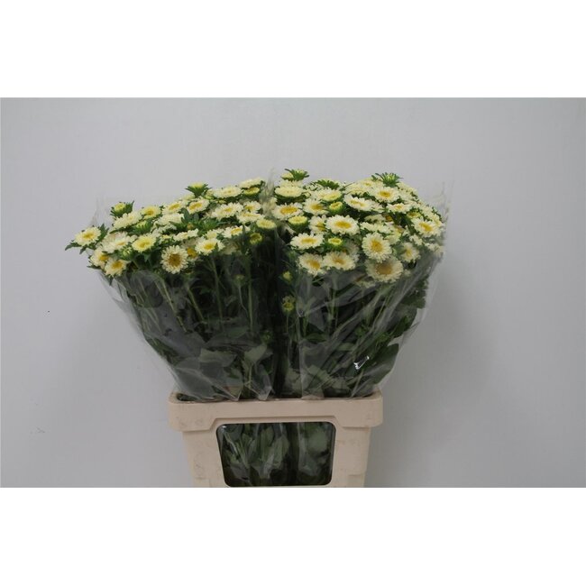 Callistephus Zomeraster “Spray Yellow” | Colour: Mixed Colours | Length ± 70 centimeter | Per 20 fresh flowers