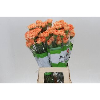 Freshy Lange Nelke “Funza Caramel Cowboy” | Farbe: Orange | Länge ± 70 centimeter | Pro 20 frische Blumen