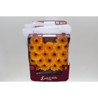 Freshy Gerbera Spider Mi Aqua “Davidson” | Farbe: Gelb | Länge ± 45 Zentimeter | Pro 20 frische Blumen