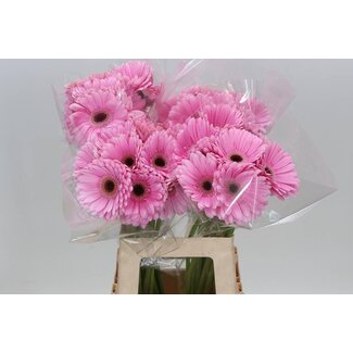 Freshy Gerbera “Alison” | Farbe: Rosa | Länge ± 65 centimeter | Pro 10 frische Blumen