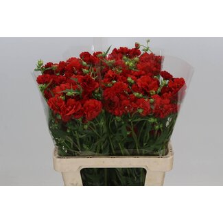 Freshy Geum Firestarter