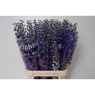 Freshy Rittersporn El “Dewi Blue Star” | Farbe: Blau | Länge ± 95 centimeter | Pro 10 frische Blumen