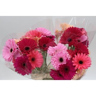 Freshy Gerbera Mix Pastell Züchterwahl | Farbe: Gemischte Farben | Länge ± 65 centimeter | Pro 10 frische Blumen