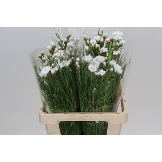 Freshy Centaurea Weiß | Farbe: Gemischte Farben | Lengte ± 60 centimeter | Pro 50 frische Blumen