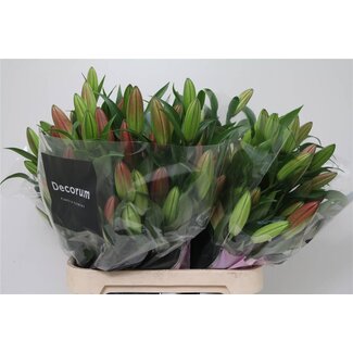 Freshy Lilie Oriental Aqua “Albareto” | Farbe: Rosa | Länge ± 95 centimeter | Pro 10 Stiele frische Blumen