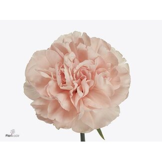 Freshy Holländische Nelke “Noviado” | Farbe: Rosa | Länge ± 60 Zentimeter | Pro 20 frische Blumen