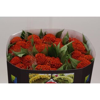 Freshy Celosia Cristata “Act Zara” | Kleur: Oranje | Lengte ± 72 centimeter | Per 10 verse bloemen