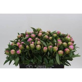 Freshy Paeonia Pfingstrose L “Mr Jules Elie” | Farbe: Violett | Länge ± 60 centimeter | Pro 10 frische Pfingstrosen