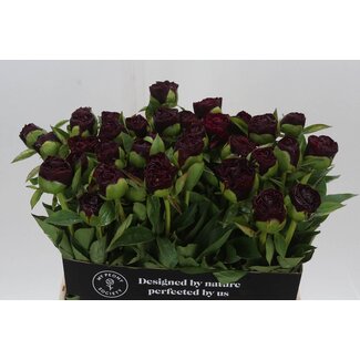 Freshy Paeonia Pfingstrose L “Old Faithful” | Farbe: Rot | Länge ± 60 centimeter | Pro 10 frische Pfingstrosen