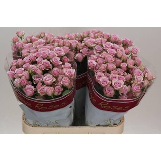 Freshy Holländische Trosrose “Leila” | Farbe: Lila | Länge ± 80 centimeter | Pro 10 frische rosen