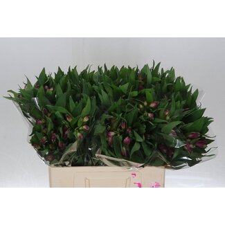 Freshy Alstroemeria Kurz “Morado” | Farbe: Lila | Länge ± 60 centimeter | Pro 20 Stiele frische Blumen