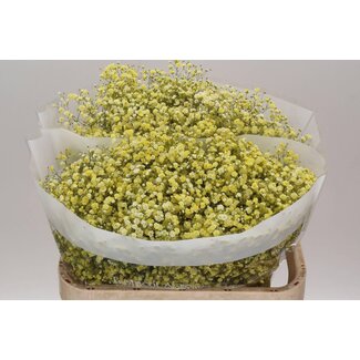 Freshy Gypsophila Schleierkraut Gelb Farbbehandelt | Farbe: Gelb | Länge ± 75 centimeter | Pro 25 Stiele frische Blumen